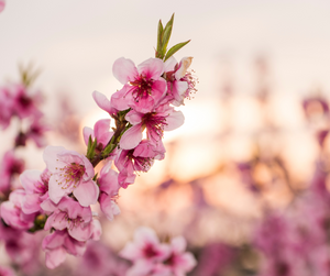 Peach Blossom Wax Melt